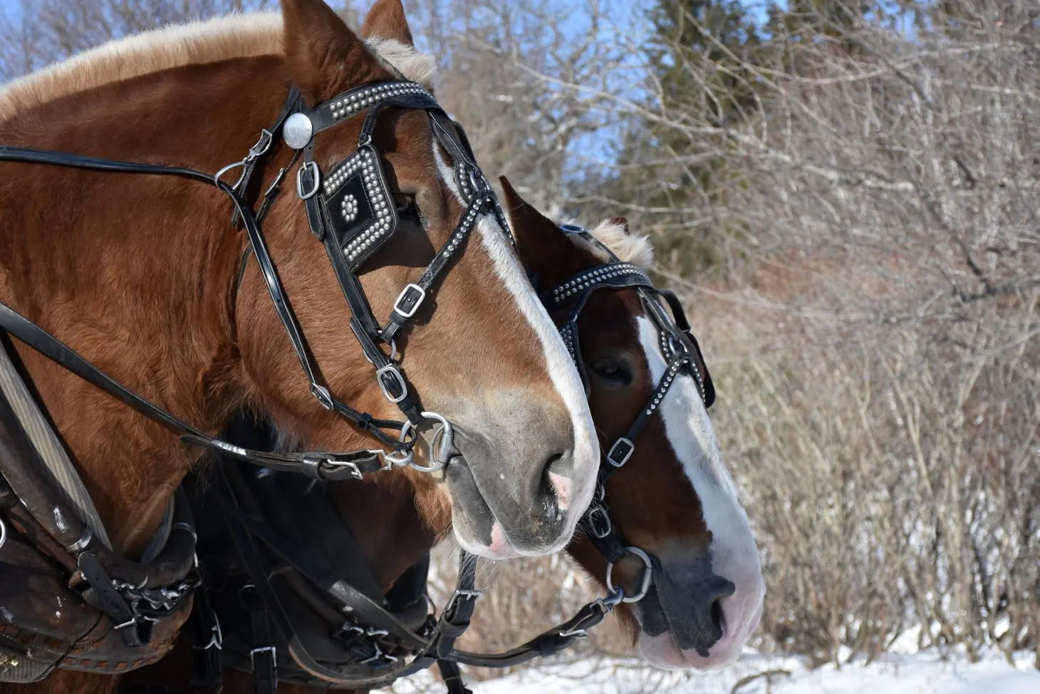 two horses attached to a sleigh on a Wisconsin winter getaway