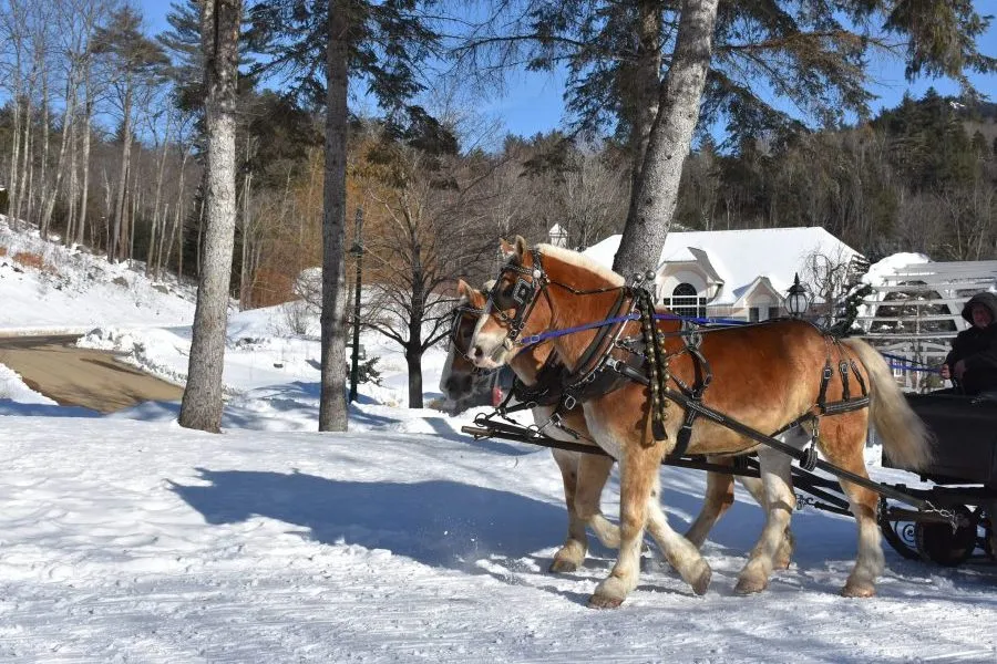 horses drawing a sleigh on a winter ride in Wisconsin