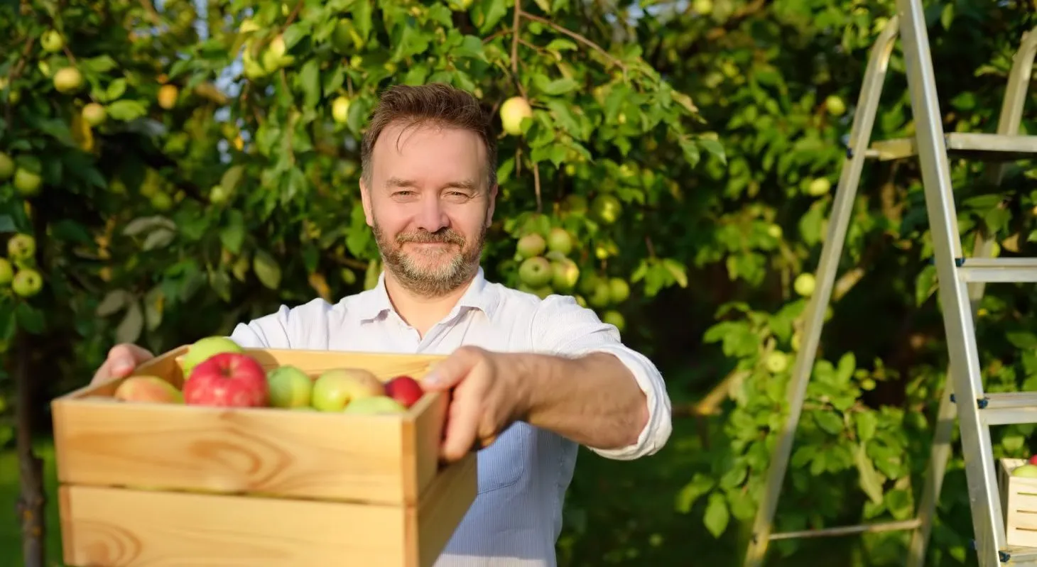 a man carrying a crate of apples for a farmers market in wisconsin