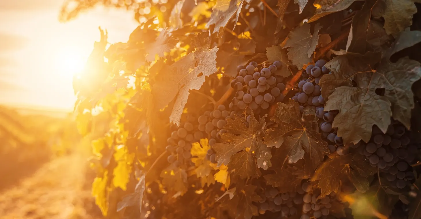 grapes in a Cedarburg vineyard