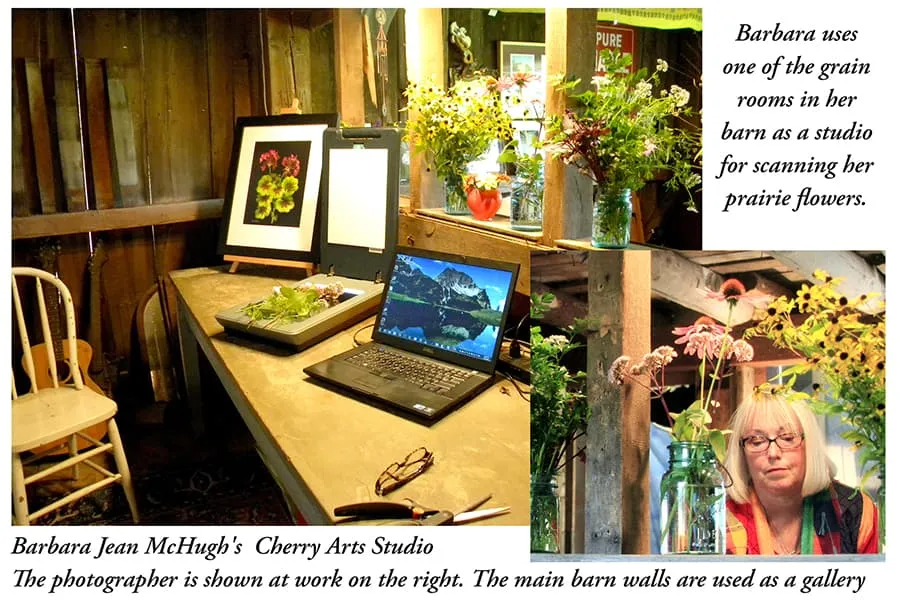 Barbara McHugh - Artist of the Month