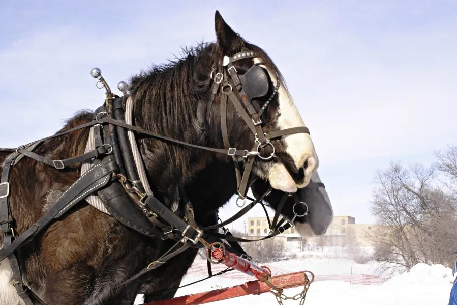 horses on a sleigh ride in Cedarburg