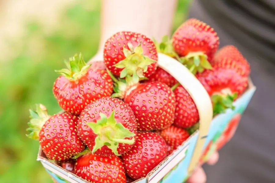a person holding a basket of strawberries at a festival in Cedarburg