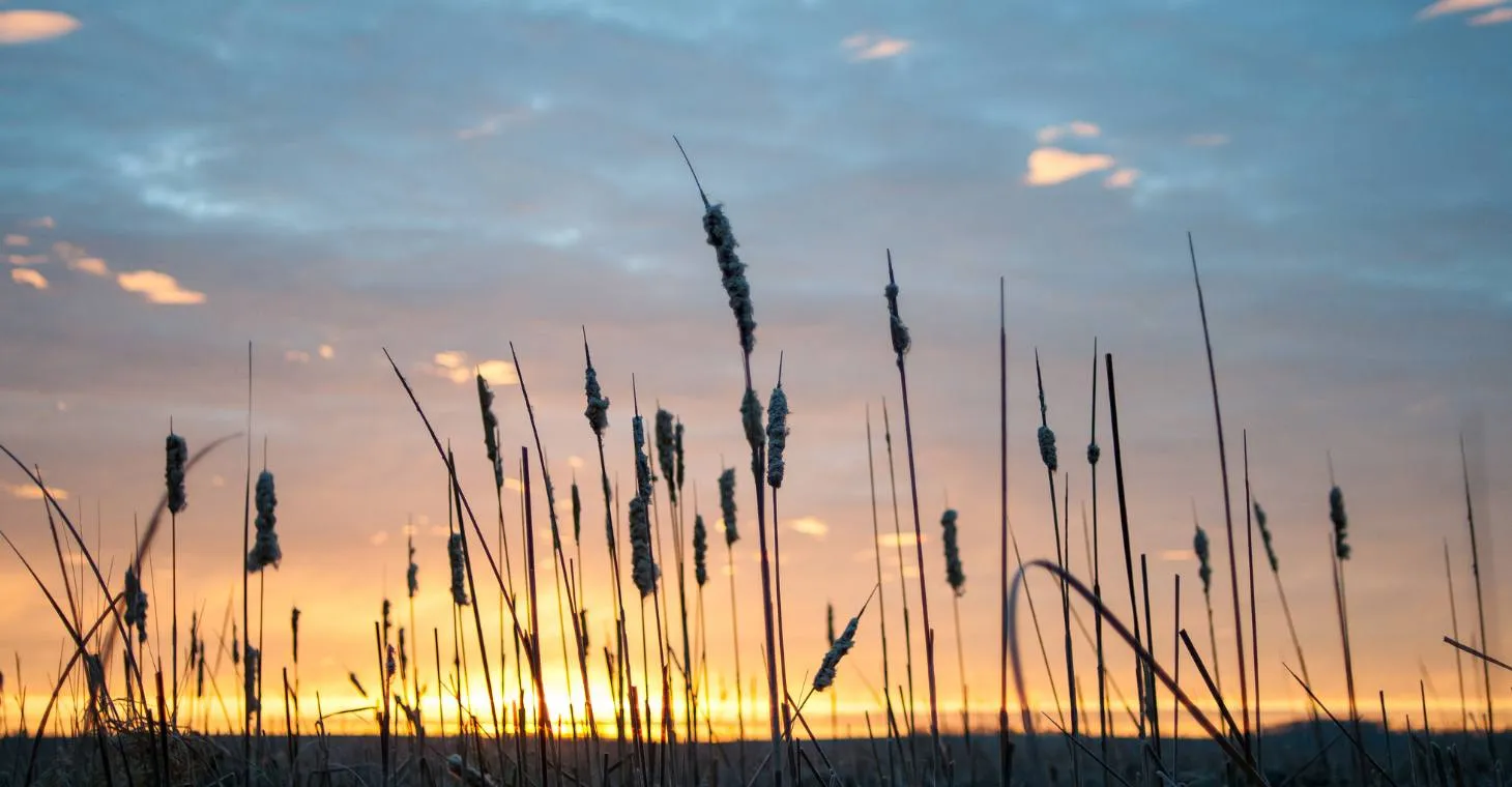 Marsh Sunrise