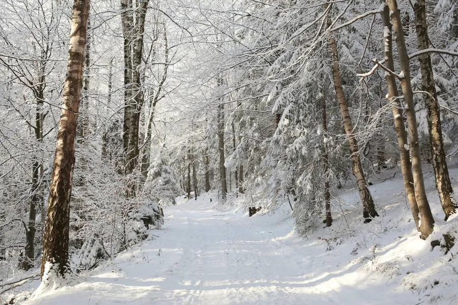 Snowy nature trail